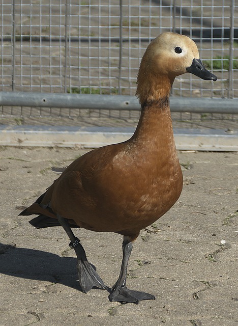 能成为蓝